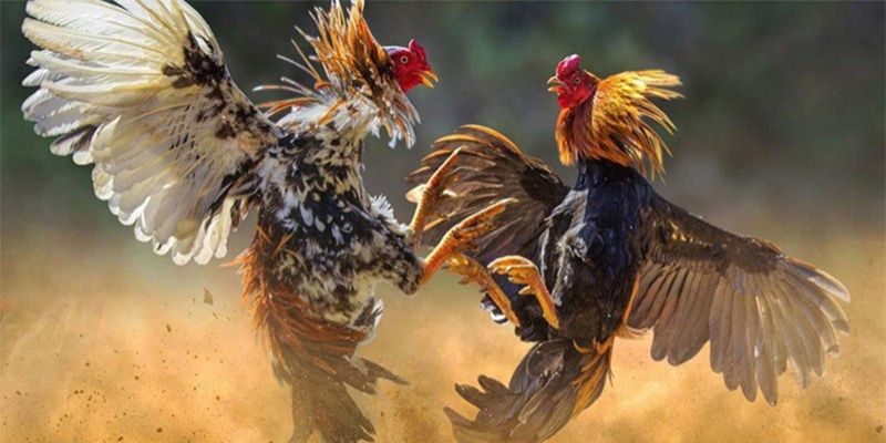 Cửa meron, wala là những bình chọn phổ biến nhất